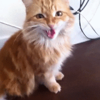 Katten Plaatjes 
