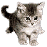 Katten Plaatjes 