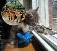 Katten Plaatjes 