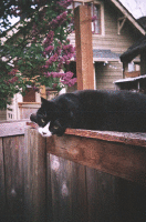 Katten Plaatjes 