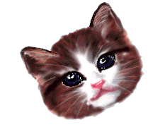 Katten Plaatjes 