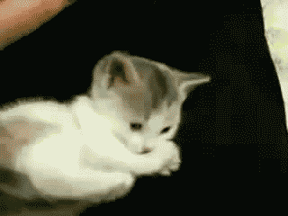 Katten Plaatjes Kat High Five