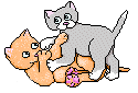 Katten Plaatjes 
