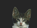 Katten Plaatjes 
