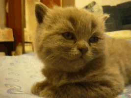 Katten Plaatjes 