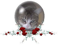 Katten Plaatjes 
