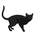 Katten Plaatjes 