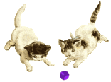 Katten Plaatjes 