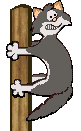 Katten Plaatjes 