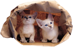 Katten Plaatjes 