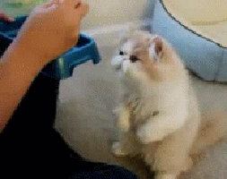 Katten Plaatjes 