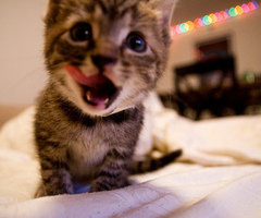 Katten Plaatjes 