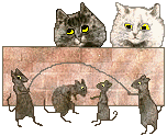 Katten Plaatjes 