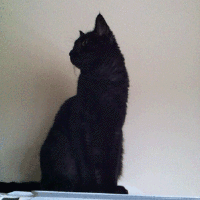 Katten Plaatjes 