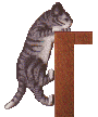 Katten Plaatjes 