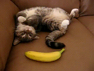 Katten Plaatjes 