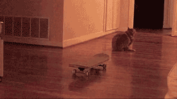 Katten plaatjes