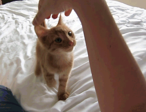 Katten Plaatjes Kat Op Bed Likt Aan Hand