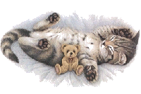 Katten Plaatjes 