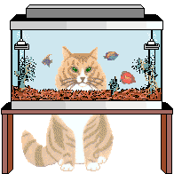 Katten Plaatjes 