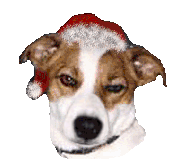 Plaatjes Kerst dieren Jack Russel Fox Kerstmuts