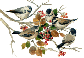 Plaatjes Kerst vogels 