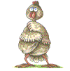 Kippen Plaatjes 