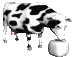 Koeien Plaatjes Koe Zwartbont Zout Likken