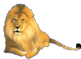 Leeuwen Plaatjes 