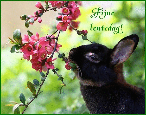 Plaatjes Lente 