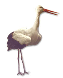 Plaatjes Ooievaars 