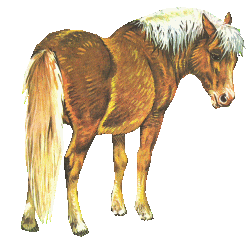 Paarden Plaatjes 