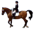 Paarden Plaatjes 