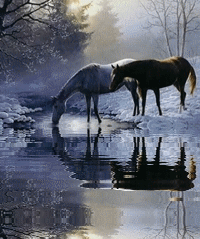 Paarden Plaatjes 