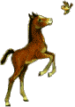 Paarden Plaatjes 
