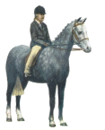 Paarden Plaatjes 
