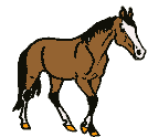 Paarden Plaatjes 