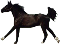 Paarden Plaatjes 