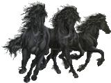 Paarden Plaatjes 3 Zwarten Paarden