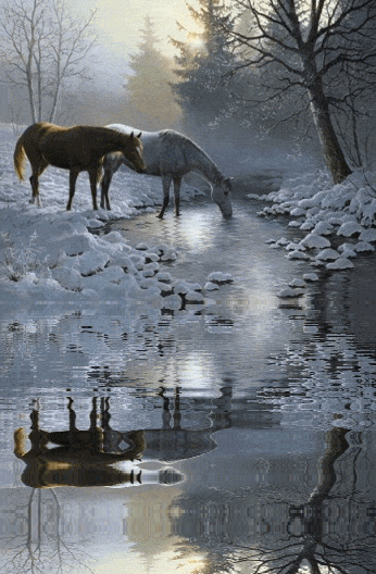 Paarden plaatjes