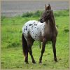 Paarden Plaatjes 