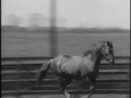 Paarden Plaatjes 