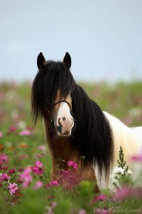 Paarden Plaatjes 