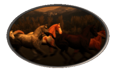 Paarden plaatjes