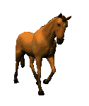 Paarden Plaatjes 