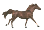 Paarden Plaatjes 