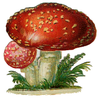 Paddestoelen Plaatjes 