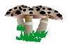 Paddestoelen Plaatjes 