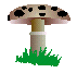 Paddestoelen Plaatjes 