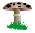 Paddestoelen Plaatjes 